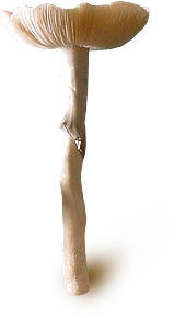 psilocybe cubensis Thai spores syringe